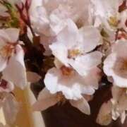 ヒメ日記 2026/04/15 14:31 投稿 石川けいこ ABC 岩手ソープ