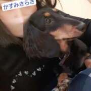 ヒメ日記 2025/04/20 17:18 投稿 霞沙羅咲 五十路マダムエクスプレス豊橋店（カサブランカグループ）