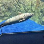 ヒメ日記 2024/12/18 19:46 投稿 掛布まゆみ 横浜プロダクション