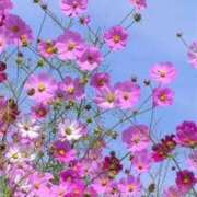 ヒメ日記 2025/07/06 22:23 投稿 掛布まゆみ 横浜プロダクション