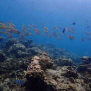 ヒメ日記 2025/09/01 07:21 投稿 せおり フェチクラブ