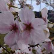 ヒメ日記 2025/04/02 17:36 投稿 たまも 久留米デリヘルセンター