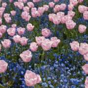 ヒメ日記 2025/04/19 01:36 投稿 たまも 久留米デリヘルセンター