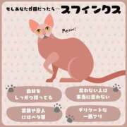 るか ねこ診断！ MINT（ミント）