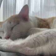 ヒメ日記 2025/08/04 18:30 投稿 るか MINT（ミント）