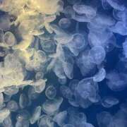 ヒメ日記 2025/10/01 19:15 投稿 るか MINT（ミント）