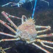 ヒメ日記 2025/10/17 18:45 投稿 るか MINT（ミント）