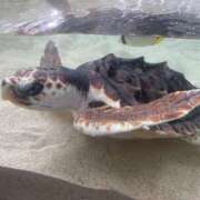 ヒメ日記 2025/11/13 19:15 投稿 るか MINT（ミント）