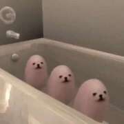 ヒメ日記 2025/12/22 19:30 投稿 るか MINT（ミント）