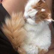 ヒメ日記 2025/08/26 20:24 投稿 純 ニュー姫