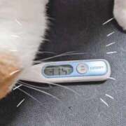 ヒメ日記 2026/04/08 12:46 投稿 るきあ 吉原ファーストレディ