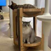 ヒメ日記 2024/12/13 06:36 投稿 なつき 吉原ファーストレディ