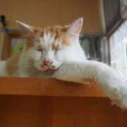 ヒメ日記 2024/12/26 06:51 投稿 なつき 吉原ファーストレディ