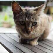 ヒメ日記 2025/01/06 06:23 投稿 なつき 吉原ファーストレディ