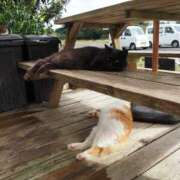 ヒメ日記 2025/01/07 06:31 投稿 なつき 吉原ファーストレディ