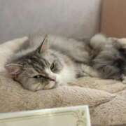 ヒメ日記 2025/01/13 11:36 投稿 なつき 吉原ファーストレディ