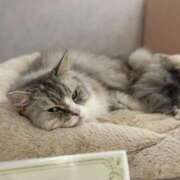 ヒメ日記 2025/02/11 09:19 投稿 なつき 吉原ファーストレディ