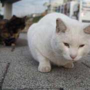 ヒメ日記 2025/02/12 16:23 投稿 なつき 吉原ファーストレディ