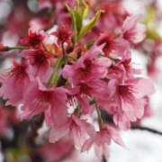 ヒメ日記 2025/02/20 06:31 投稿 なつき 吉原ファーストレディ