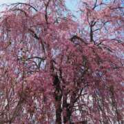 ヒメ日記 2025/02/22 06:31 投稿 なつき 吉原ファーストレディ