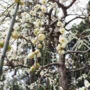 ヒメ日記 2025/02/26 14:36 投稿 なつき 吉原ファーストレディ