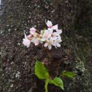 ヒメ日記 2025/02/27 16:33 投稿 なつき 吉原ファーストレディ