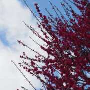 ヒメ日記 2025/03/10 14:56 投稿 なつき 吉原ファーストレディ