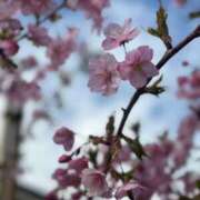 ヒメ日記 2025/03/11 10:16 投稿 なつき 吉原ファーストレディ