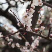 ヒメ日記 2025/03/16 06:26 投稿 なつき 吉原ファーストレディ