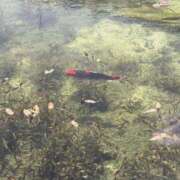 ヒメ日記 2025/03/19 17:56 投稿 なつき 吉原ファーストレディ