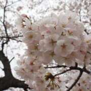 ヒメ日記 2025/03/23 07:01 投稿 なつき 吉原ファーストレディ