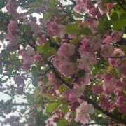 ヒメ日記 2025/04/04 06:33 投稿 なつき 吉原ファーストレディ