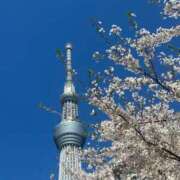 ヒメ日記 2025/04/06 05:44 投稿 なつき 吉原ファーストレディ