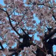 ヒメ日記 2025/04/06 13:33 投稿 なつき 吉原ファーストレディ