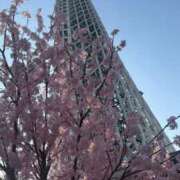 ヒメ日記 2025/04/07 06:56 投稿 なつき 吉原ファーストレディ