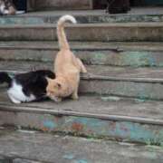 ヒメ日記 2025/04/07 09:00 投稿 なつき 吉原ファーストレディ