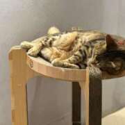 ヒメ日記 2025/04/08 06:36 投稿 なつき 吉原ファーストレディ