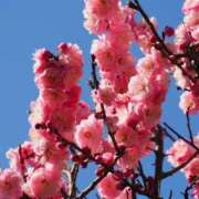 ヒメ日記 2025/04/11 06:26 投稿 なつき 吉原ファーストレディ