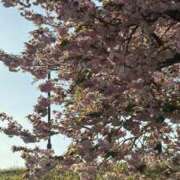 ヒメ日記 2025/04/16 06:50 投稿 なつき 吉原ファーストレディ