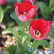 ヒメ日記 2025/04/16 10:15 投稿 なつき 吉原ファーストレディ