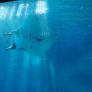 ヒメ日記 2025/04/17 06:26 投稿 なつき 吉原ファーストレディ