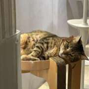 ヒメ日記 2025/04/21 07:56 投稿 なつき 吉原ファーストレディ