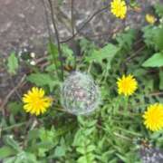 ヒメ日記 2025/04/23 06:56 投稿 なつき 吉原ファーストレディ