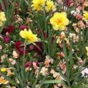 ヒメ日記 2025/04/25 12:31 投稿 なつき 吉原ファーストレディ