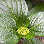 ヒメ日記 2025/05/15 07:19 投稿 なつき 吉原ファーストレディ