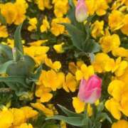 ヒメ日記 2025/05/20 06:16 投稿 なつき 吉原ファーストレディ