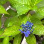 ヒメ日記 2025/05/23 07:06 投稿 なつき 吉原ファーストレディ