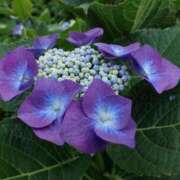 ヒメ日記 2025/05/29 06:39 投稿 なつき 吉原ファーストレディ