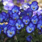 ヒメ日記 2025/06/02 12:27 投稿 なつき 吉原ファーストレディ