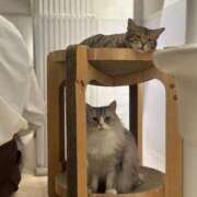 ヒメ日記 2025/06/03 13:46 投稿 なつき 吉原ファーストレディ